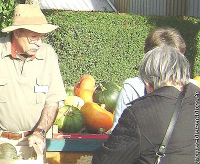 les grosses citrouilles attendent de changer de propriétaire.